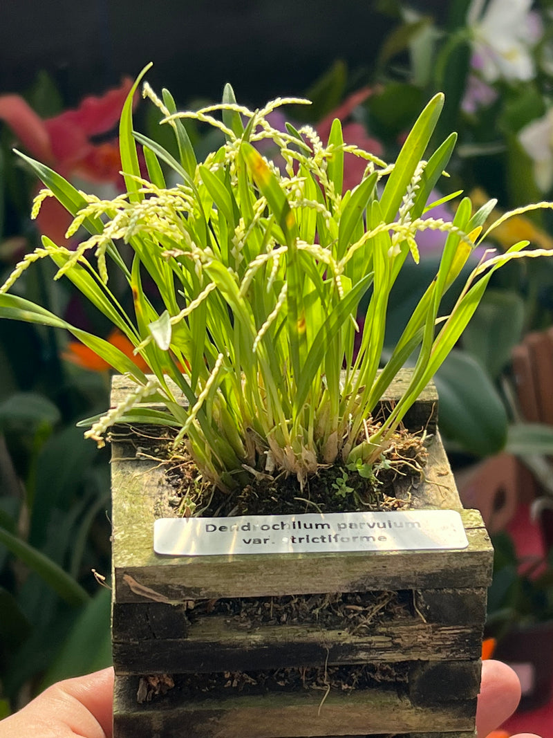 Dendrochilum parvulum strictiforme cachepô (micro orquídea) raridade
