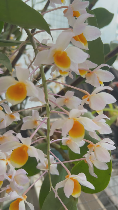 DENDROBIUM THYRSIFLORUM